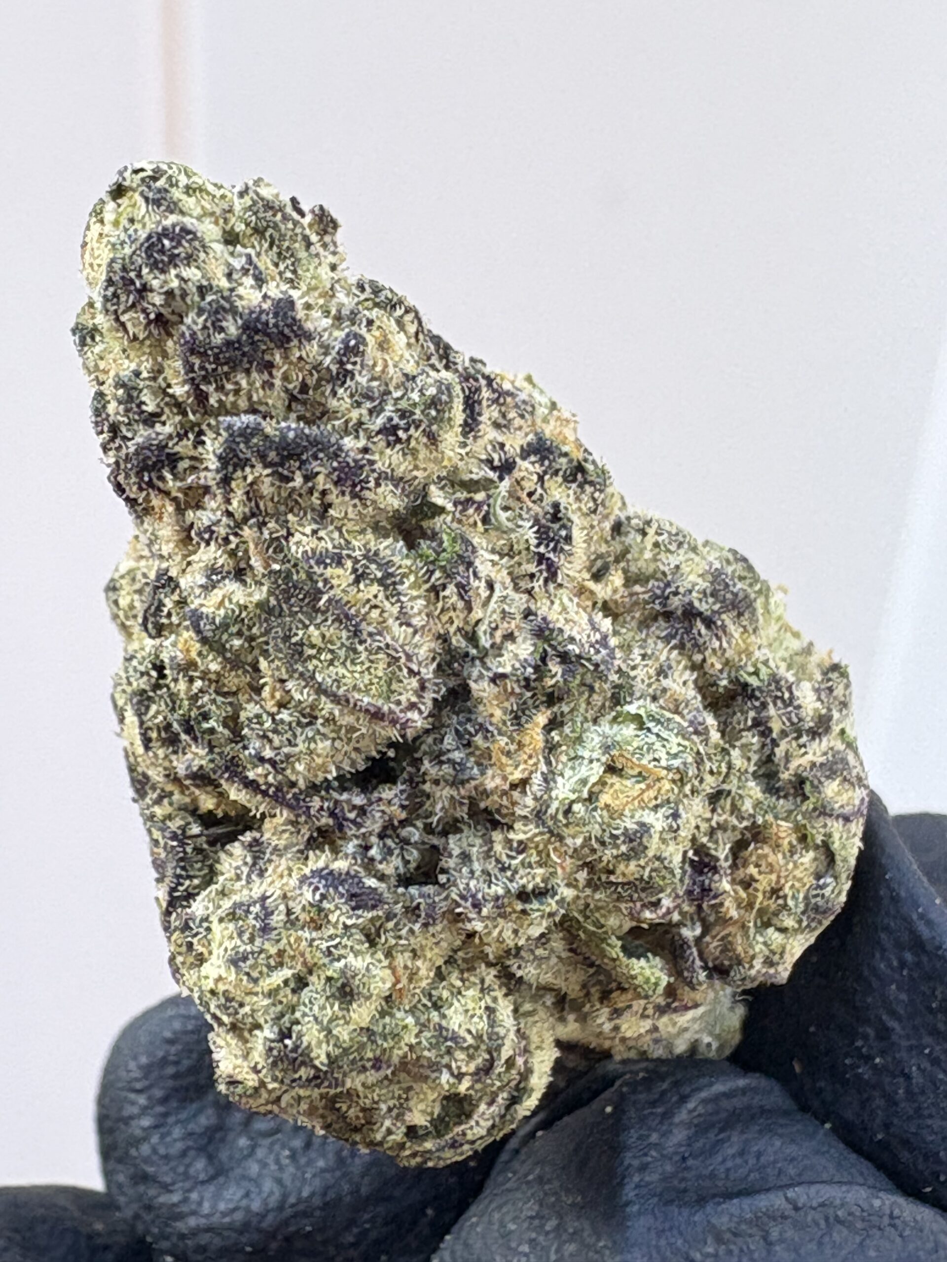 EXOTIC JEALOUSY -25.81% - Image 2
