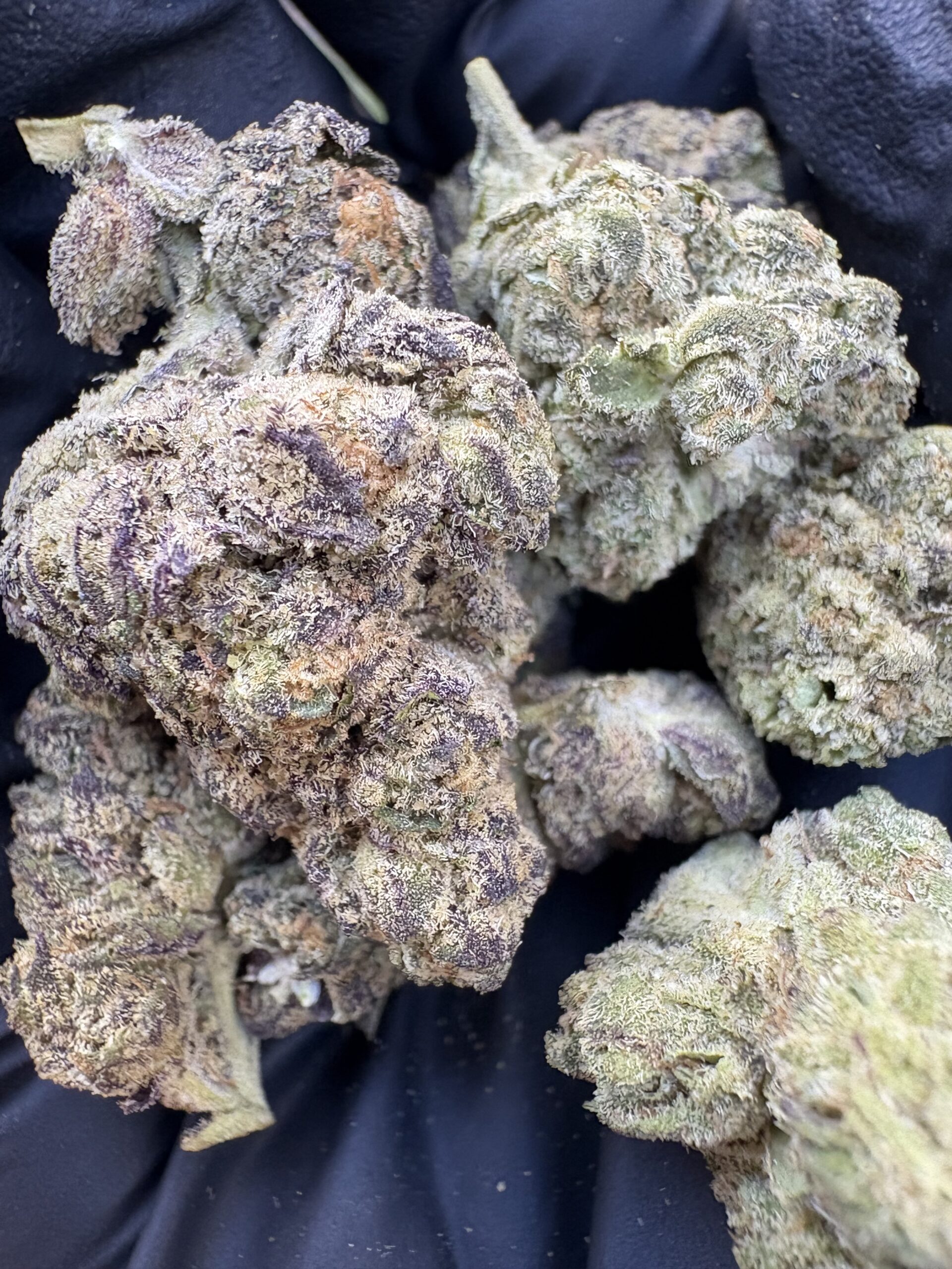 EXOTIC JEALOUSY -25.81%